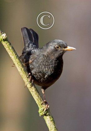 Blackbird DM0767